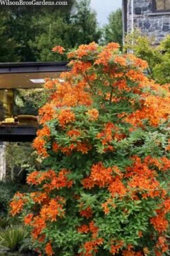 Golden Eagle Azalea (Rhododendron) - 3 Gallon Pot -Trees And Plants rhododendron golden eagle azalea 7