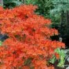 Pat Ryan Aromi Azalea (Rhododendron Hybrid) - 1 Gallon Pot -Trees And Plants rhododendron pat ryan native azalea 101