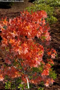 Pat Ryan Aromi Azalea (Rhododendron Hybrid) - 1 Gallon Pot -Trees And Plants rhododendron pat ryan native azalea 104