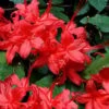 Plum Leaf Native Azalea (Rhododendron Prunifolium) - 3 Gallon Pot -Trees And Plants rhododendron prunifolium plum leaf azalea 6