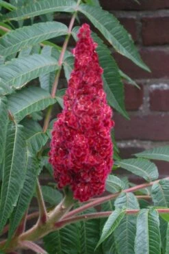 Staghorn Sumac (Rhus Typhina) - 1 Gallon Pot -Trees And Plants rhus typhina staghorn sumac 2
