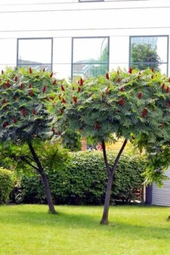 Staghorn Sumac (Rhus Typhina) - 1 Gallon Pot -Trees And Plants rhus typhina staghorn sumac 7