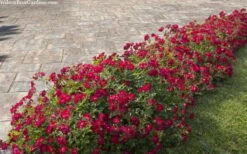 Red Drift Groundcover Rose - 1 Gallon Pot -Trees And Plants rosa red drift dwarf rose 100