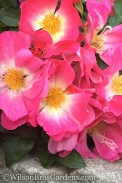 Pink Drift Groundcover Rose - 1 Gallon Pot -Trees And Plants rose pink drift 11