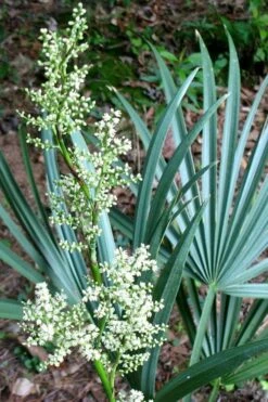Blue Stem Dwarf Palmetto Palm (Sabal Minor) - 7 Gallon Pot -Trees And Plants sabal minor dwarf blue stem palmetto palm 1