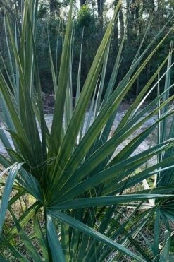 Blue Stem Dwarf Palmetto Palm (Sabal Minor) - 7 Gallon Pot -Trees And Plants sabal minor dwarf blue stem palmetto palm 3