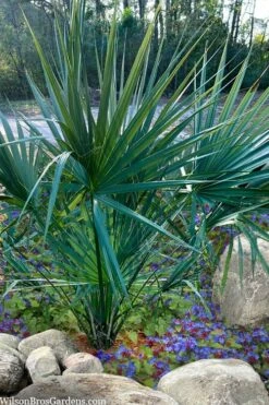 Blue Stem Dwarf Palmetto Palm (Sabal Minor) - 7 Gallon Pot -Trees And Plants sabal minor dwarf blue stem palmetto palm 5