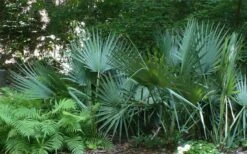 Blue Stem Dwarf Palmetto Palm (Sabal Minor) - 7 Gallon Pot -Trees And Plants sabal minor dwarf blue stem palmetto palm 6
