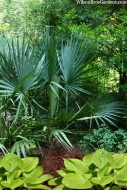 Blue Stem Dwarf Palmetto Palm (Sabal Minor) - 7 Gallon Pot -Trees And Plants sabal minor dwarf blue stem palmetto palm 8
