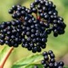 Adam's American Elderberry (Sambucus Canadensis) - 1 Gallon Pot -Trees And Plants sambucus canadensis cadams american elderberry 1
