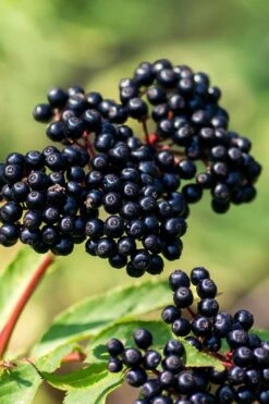 Adam's American Elderberry (Sambucus Canadensis) - 1 Gallon Pot