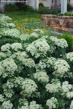Adam's American Elderberry (Sambucus Canadensis) - 3 Gallon Pot -Trees And Plants sambucus nigra canadensis common elderberry 12 1