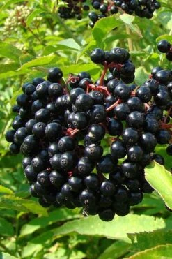 Adam's American Elderberry (Sambucus Canadensis) - 1 Gallon Pot -Trees And Plants sambucus nigra canadensis common elderberry 4