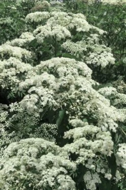 Adam's American Elderberry (Sambucus Canadensis) - 1 Gallon Pot -Trees And Plants sambucus nigra canadensis common elderberry 7