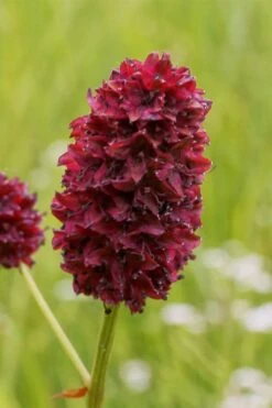Great Burnet (Sanguisorba Officinalis) - 1 Gallon Pot -Trees And Plants sanguisorba officinalis great burnet 2