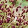 Great Burnet (Sanguisorba Officinalis) - 1 Gallon Pot -Trees And Plants sanguisorba officinalis great burnet 3