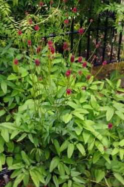 Great Burnet (Sanguisorba Officinalis) - 1 Gallon Pot -Trees And Plants sanguisorba officinalis great burnet 4