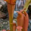 Bug Bat Pitcher Plant (Sarracenia) - 2.5 Quart Pot -Trees And Plants sarracenia bug bat pitcher plant 2