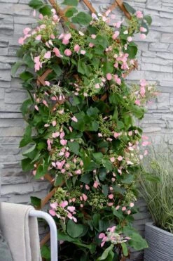 Rose Sensation Pink Climbing Hydrangea Vine - 1 Gallon Pot -Trees And Plants schizophragma hydrangeoides rose sensation climbing hydrangea 102