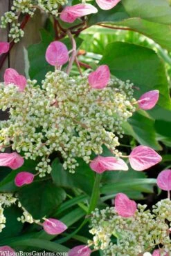 Rose Sensation Pink Climbing Hydrangea Vine - 1 Gallon Pot -Trees And Plants schizophragma hydrangeoides rose sensation climbing hydrangea 105