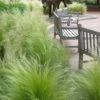 Pony Tails Mexican Feather Grass - Stipa Tennuissima - 1 Gallon Pot -Trees And Plants stipa tenuissima ponytails mexican feather grass 102