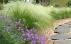 Pony Tails Mexican Feather Grass - Stipa Tennuissima - 1 Gallon Pot -Trees And Plants stipa tenuissima ponytails mexican feather grass 105