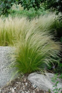 Pony Tails Mexican Feather Grass (Stipa Tennuissima) - 3 Pack Of Quart Pots -Trees And Plants stipa tenuissima ponytails mexican feather grass 107 1