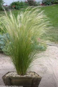 Pony Tails Mexican Feather Grass (Stipa Tennuissima) - 3 Pack Of Quart Pots -Trees And Plants stipa tenuissima ponytails mexican feather grass 111 1