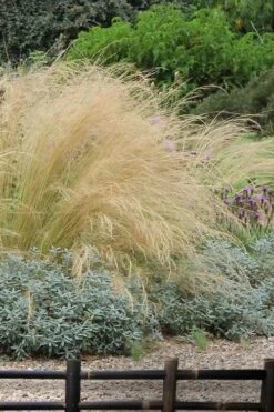Pony Tails Mexican Feather Grass (Stipa Tennuissima) - 3 Pack Of Quart Pots -Trees And Plants stipa tenuissima ponytails mexican feather grass 117 1