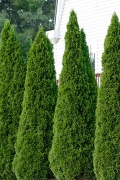 Emerald Green Arborvitae - 5 Gallon Pot -Trees And Plants thuja occidentalis emerald green arborvitae 101