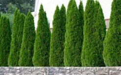 Emerald Green Arborvitae - 5 Gallon Pot -Trees And Plants thuja occidentalis emerald green arborvitae 102