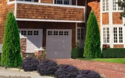 Emerald Green Arborvitae - 5 Gallon Pot -Trees And Plants thuja occidentalis emerald green arborvitae 106