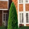 Emerald Green Arborvitae - 7 Gallon Pot (3-4') -Trees And Plants thuja occidentalis emerald green arborvitae 107 1