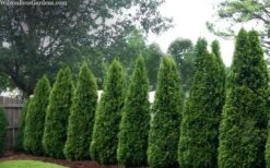Emerald Green Arborvitae - 5 Gallon Pot -Trees And Plants thuja occidentalis emerald green arborvitae 109