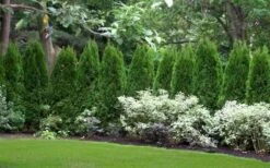 Emerald Green Arborvitae - 5 Gallon Pot -Trees And Plants thuja occidentalis emerald green arborvitae 110