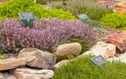 Spicy Orange Thyme - 6 Pack Of Pint Pots -Trees And Plants thymus citriodorus golden lemon thyme 5
