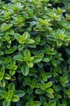 Lemon Creeping Thyme - 6 Pack Of Pint Pots -Trees And Plants thymus citrriodorus lemon thyme 1