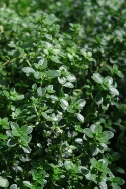 Lemon Creeping Thyme - 6 Pack Of Pint Pots -Trees And Plants thymus citrriodorus lemon thyme 2