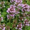 Lemon Creeping Thyme - 6 Pack Of Pint Pots -Trees And Plants thymus citrriodorus lemon thyme 3