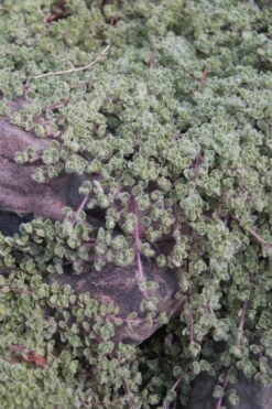 Woolly Creeping Thyme (Thymus Lanuginosis) - 10 Pack Of Pint Pots -Trees And Plants thymus lanuginosis wooly thyme 11 1