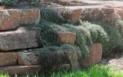 Woolly Creeping Thyme (Thymus Lanuginosis) - 10 Pack Of Pint Pots -Trees And Plants thymus lanuginosis wooly thyme 4 1