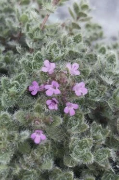 Woolly Creeping Thyme (Thymus Lanuginosis) - 5 Pack Of Pint Pots -Trees And Plants thymus lanuginosis wooly thyme 5
