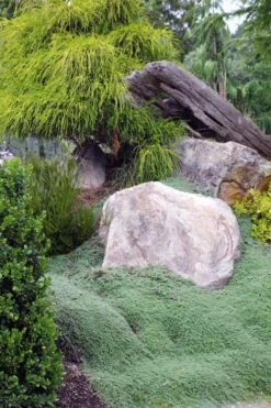 Woolly Creeping Thyme (Thymus Lanuginosis) - 10 Pack Of Pint Pots -Trees And Plants thymus lanuginosis wooly thyme 8 1