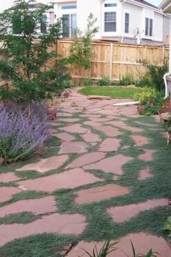 Woolly Creeping Thyme (Thymus Lanuginosis) - 10 Pack Of Pint Pots -Trees And Plants thymus lanuginosis wooly thyme 9 1