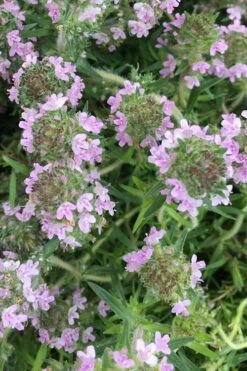 Spicy Orange Thyme - 6 Pack Of Pint Pots -Trees And Plants thymus spicy orange thyme 11