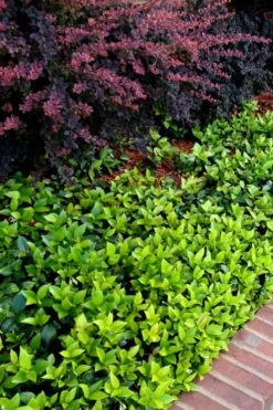 Asian Jasmine (Trachelospermum Asiaticum) - 36 Pack Of 3.5" Pint Pots -Trees And Plants trachelospermum asiaticum asian jasmine 2 1