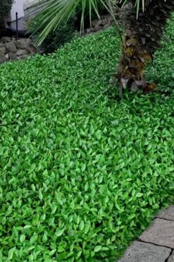 Asian Jasmine (Trachelospermum Asiaticum) - 36 Pack Of 3.5" Pint Pots -Trees And Plants trachelospermum asiaticum asian jasmine 3 1