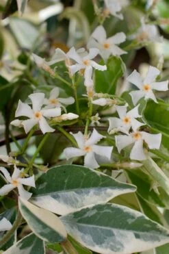 Variegated Confederate Jasmine - Trachelospermum Jasminoides - 1 Gallon Pot -Trees And Plants trachelospermum jasminoides variegatum confederate jasmine 2