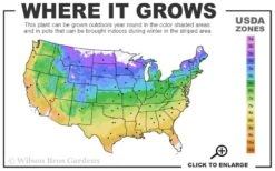 Ramona Clematis - 1 Gallon Pot -Trees And Plants usda zone map 23