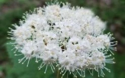 Maple Leaf Viburnum - 1 Gallon Pot 21 Maple Leaf Viburnum - 1 Gallon Pot -Trees And Plants viburnum acerifolium maple leaf 15 1